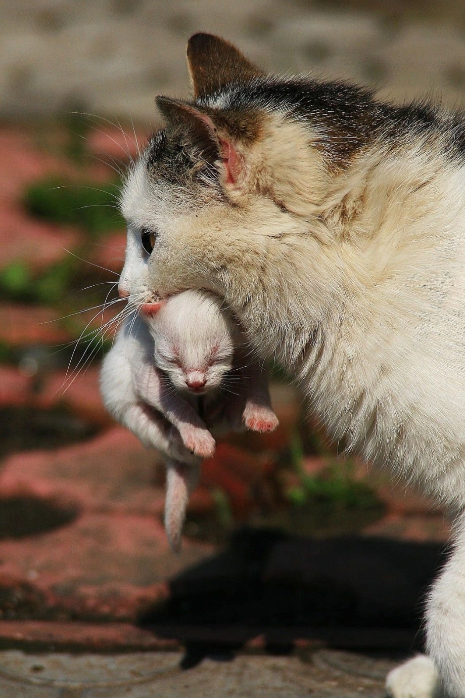 Кошка несёт котёнка за шкирку