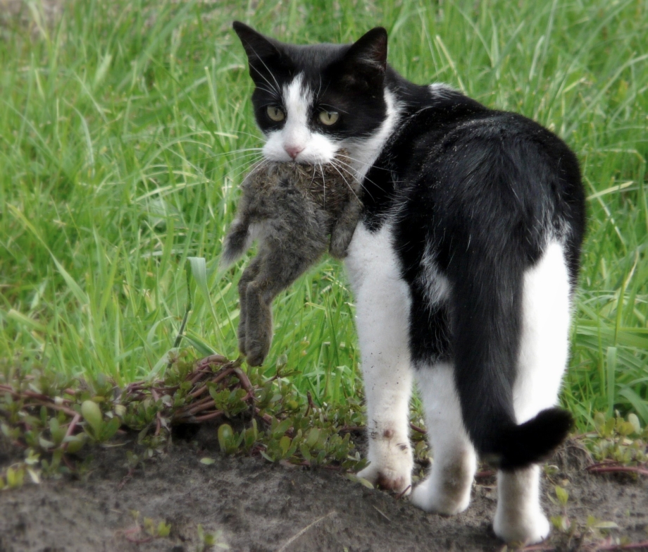 Кота держат за шкирку
