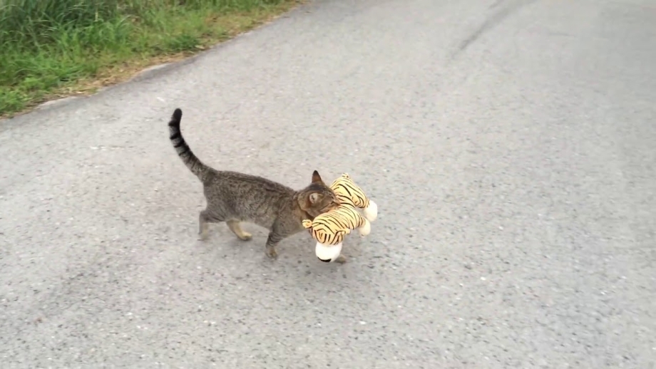 Кот несет котенка