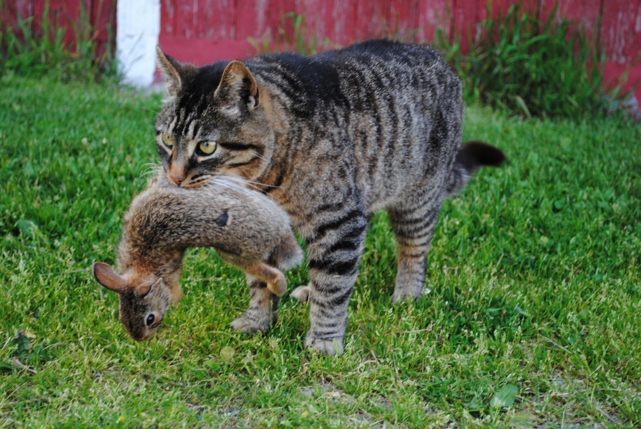 Котенок за шкирку