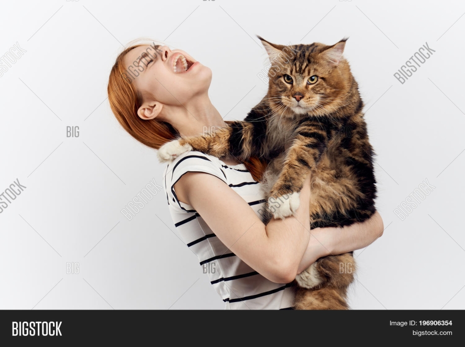 Кот на руках