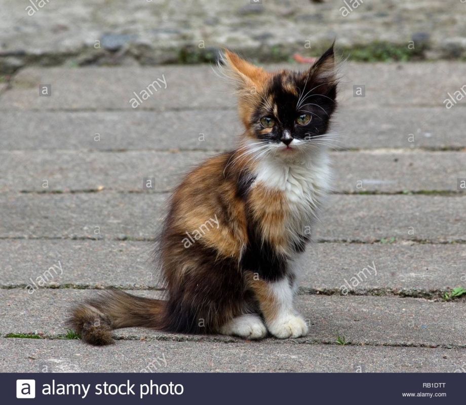 Кота держат за шкирку