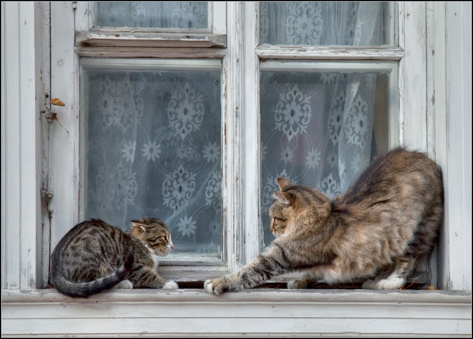 Кошка в лукошке