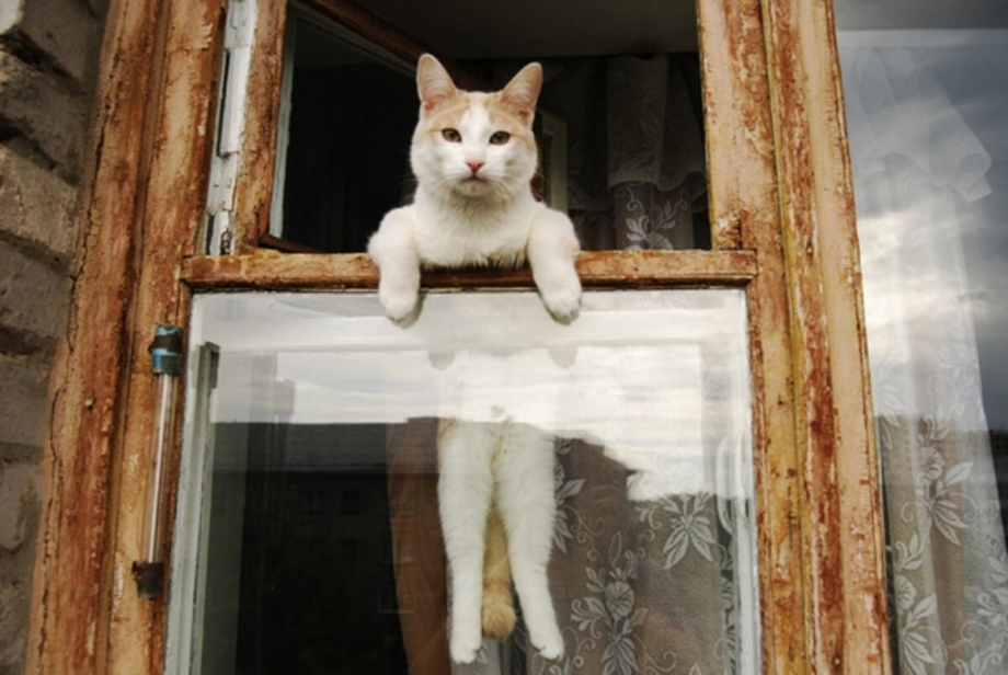 Кот выглядывает в окно
