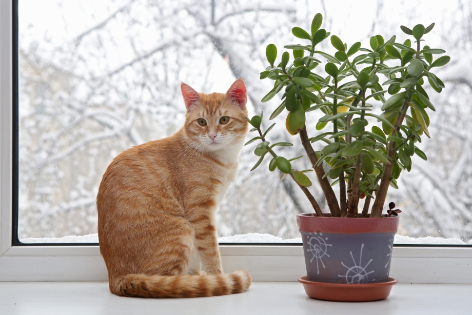 Кот на подоконнике