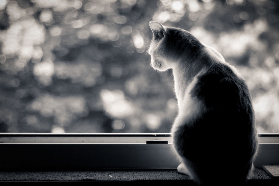 Коты на подоконнике