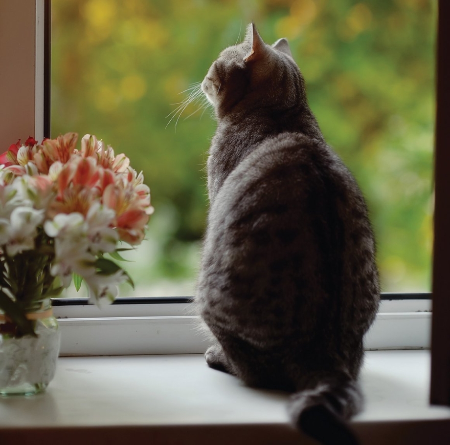 Кот сидит спиной
