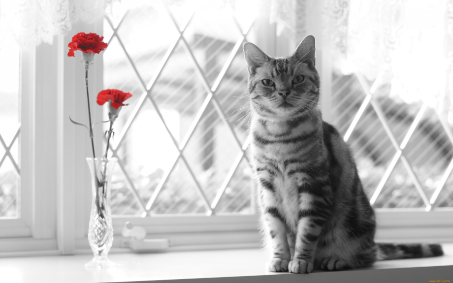 Кот на окне
