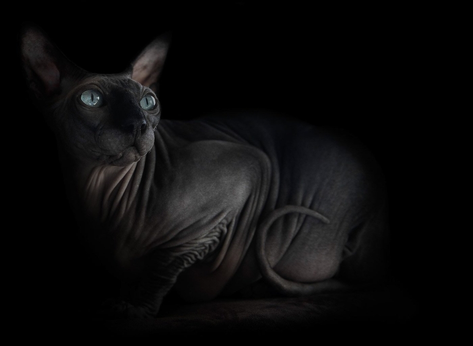 Сфинкс кот