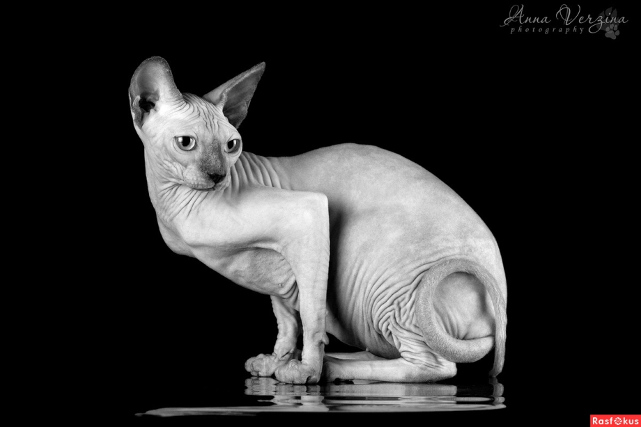 Египетский сфинкс кот