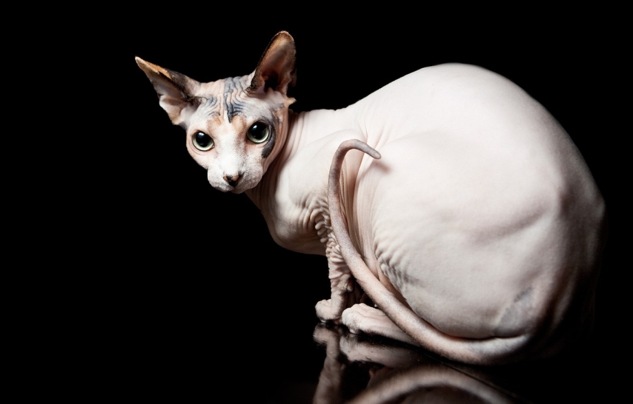 Сфинксы кот и кошка