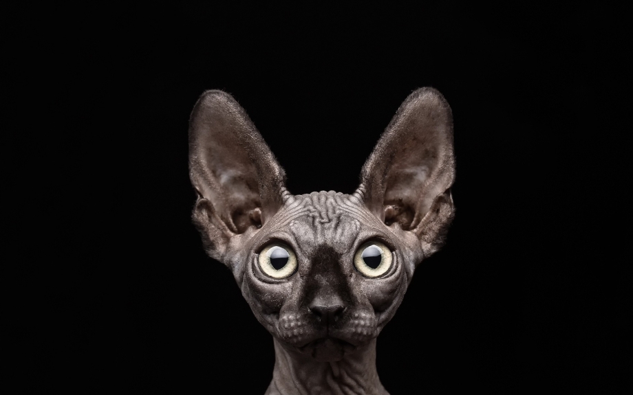 Сфинкс кот