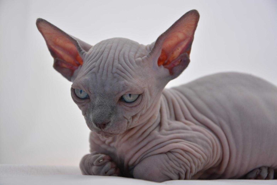 Сфинкс кот