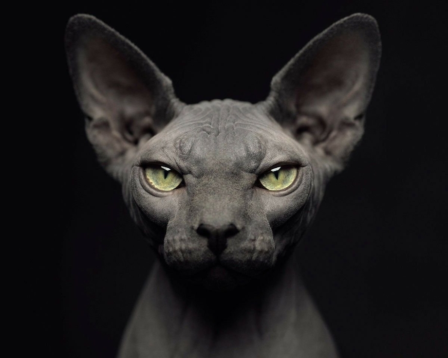 Сфинкс кошка