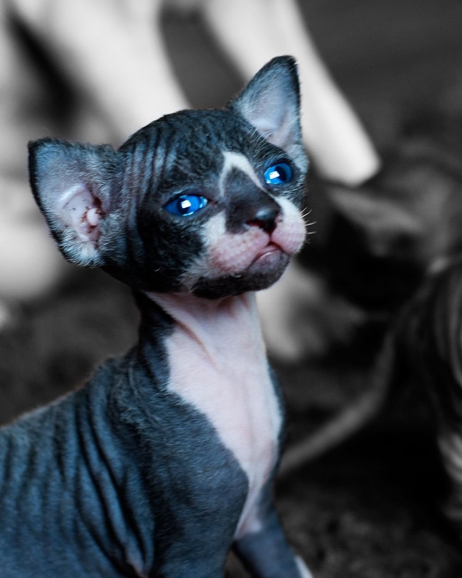 Чёрный сфинкс кошка