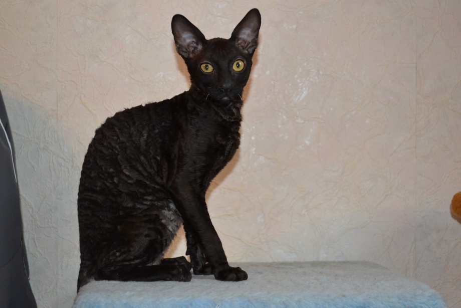 Корниш рекс кошка черная