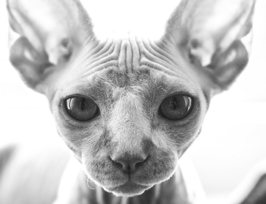 Кошка сфинкс фулл