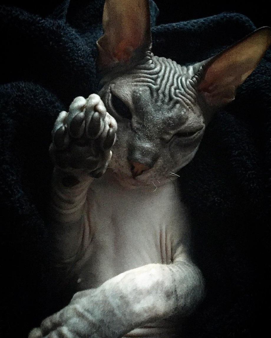 Сфинкс кот