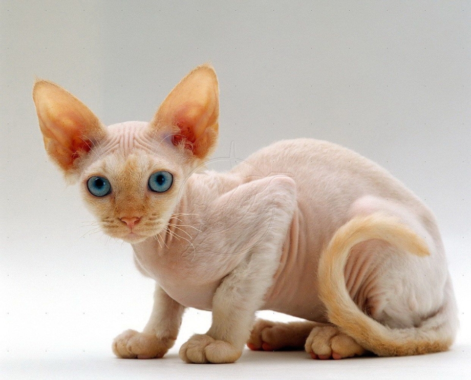 Коты Девон рекс