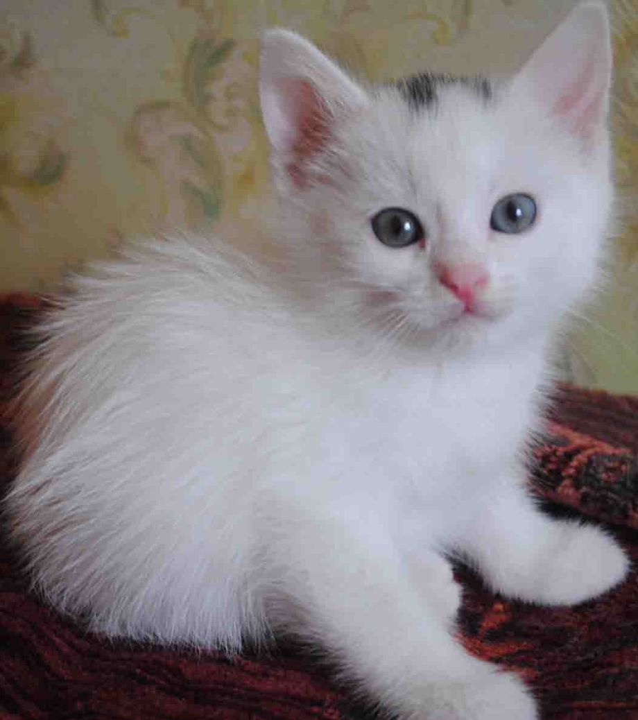 Пятнистый ангорский котенок