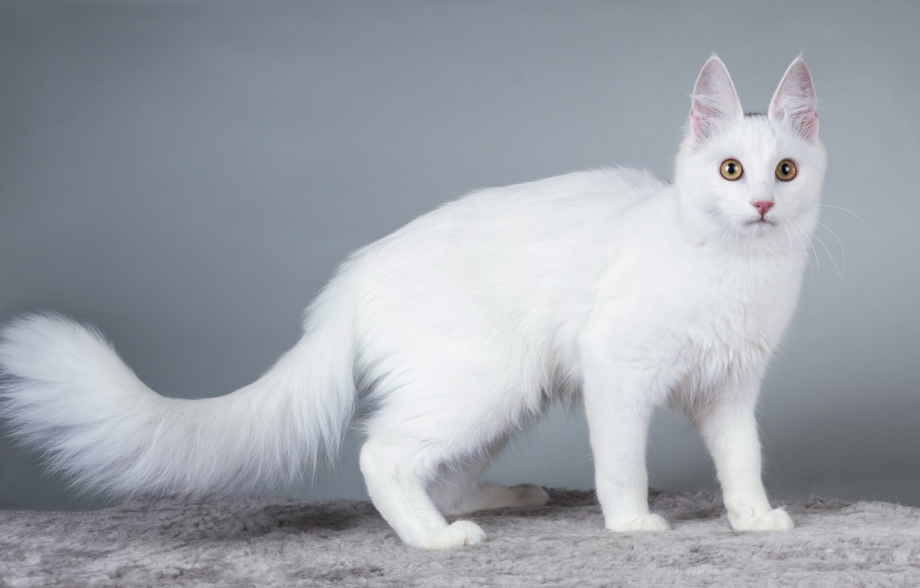 Кошка турецкая ангора белая