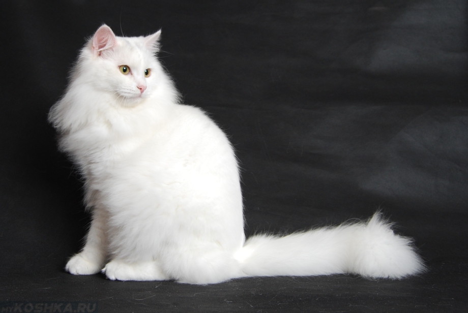 Котята турецкой ангоры серые