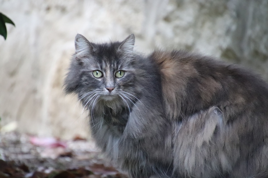 Ангорский кот серый
