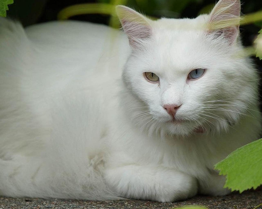 Коты турецкая ангора