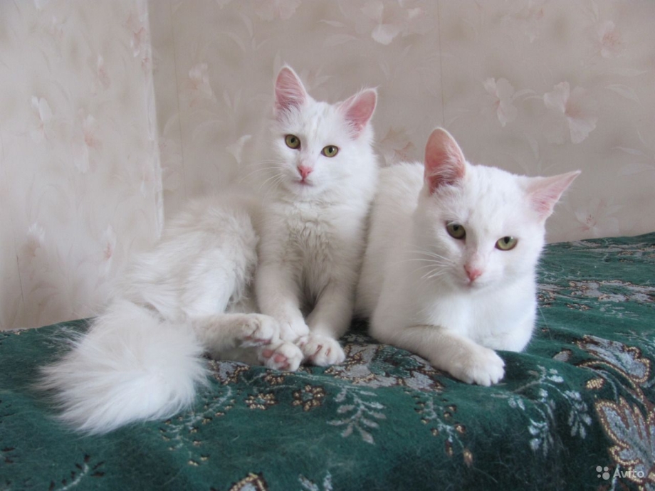 Турецкий ангорский кот окрасы