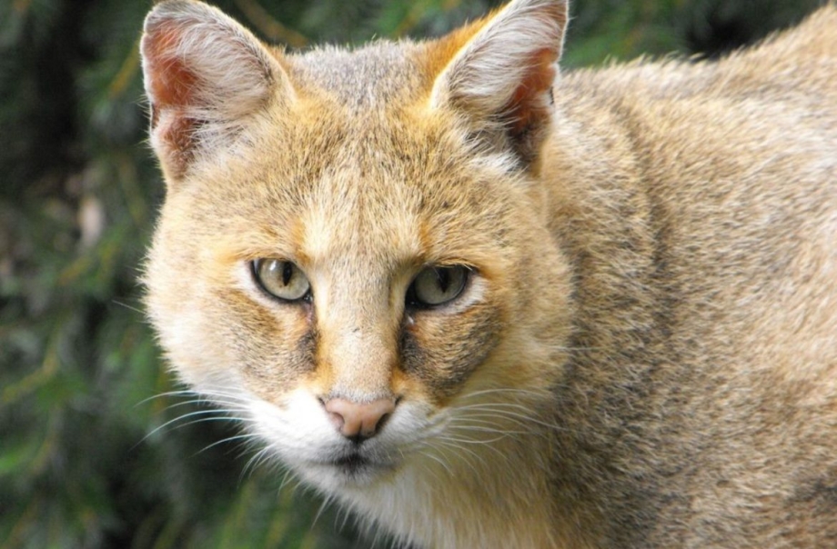 Камышовый кот (Хаус) (Felis Chaus)