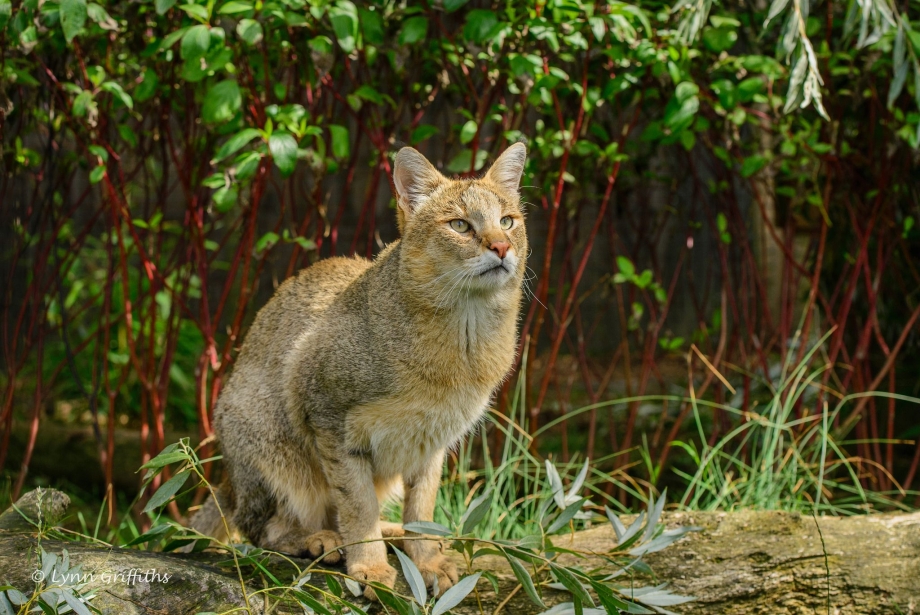 Камышовый кот (Хаус) (Felis Chaus)
