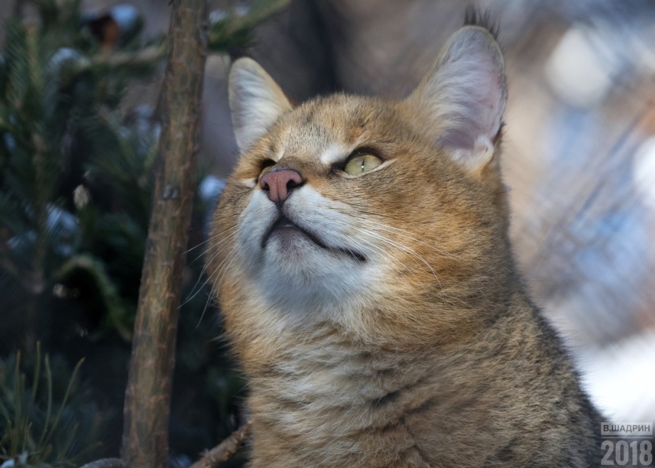 Европейский Лесной кот камышовый