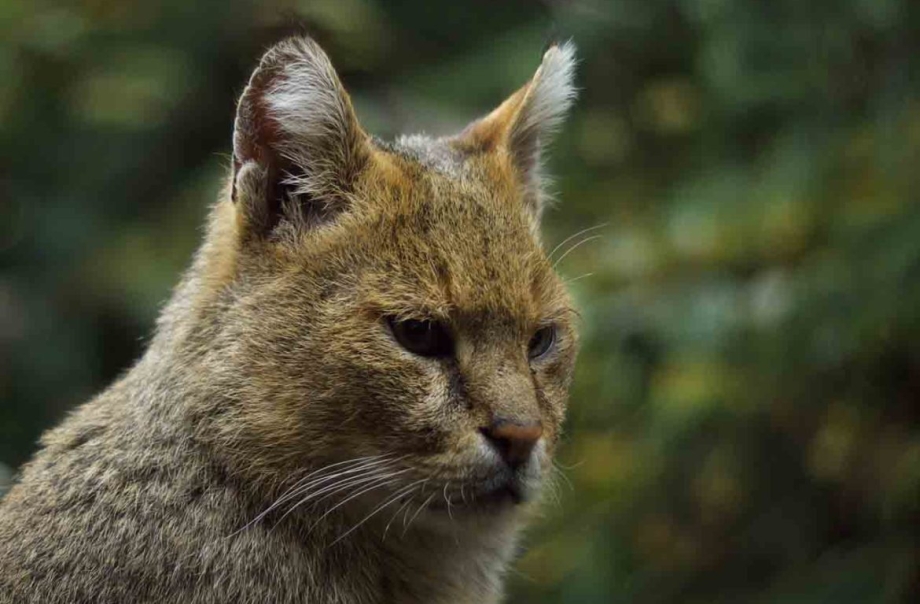 Европейский Лесной кот камышовый