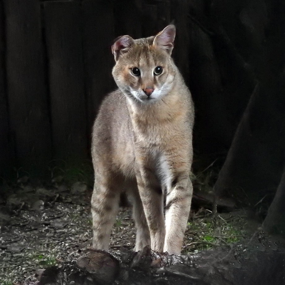 Кавказский камышовый кот