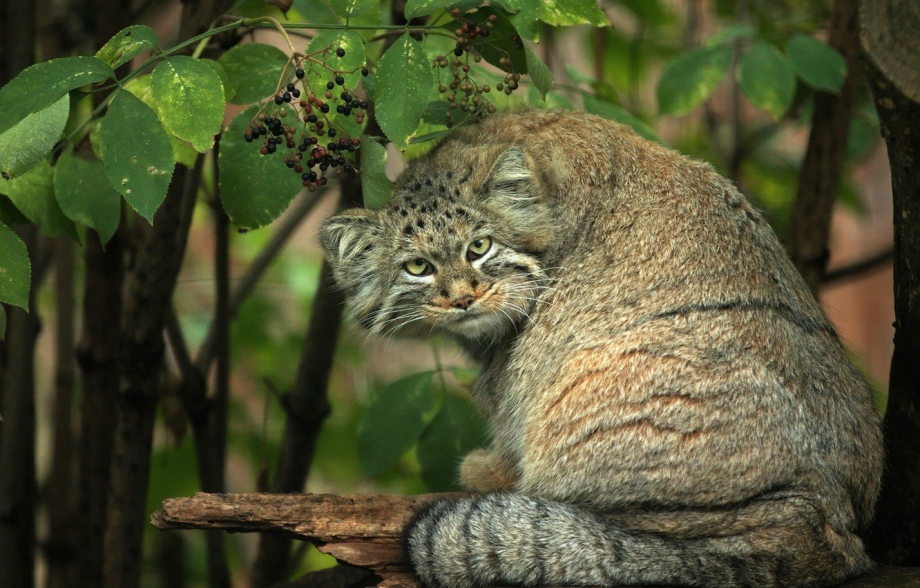 Камышовый кот
