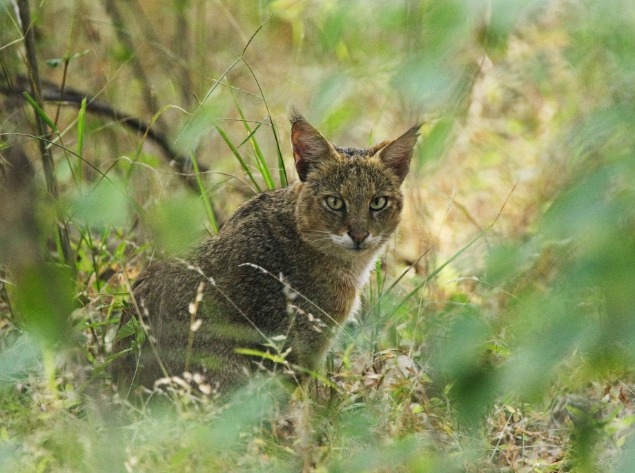 Камышовый кот (Хаус) (Felis Chaus)