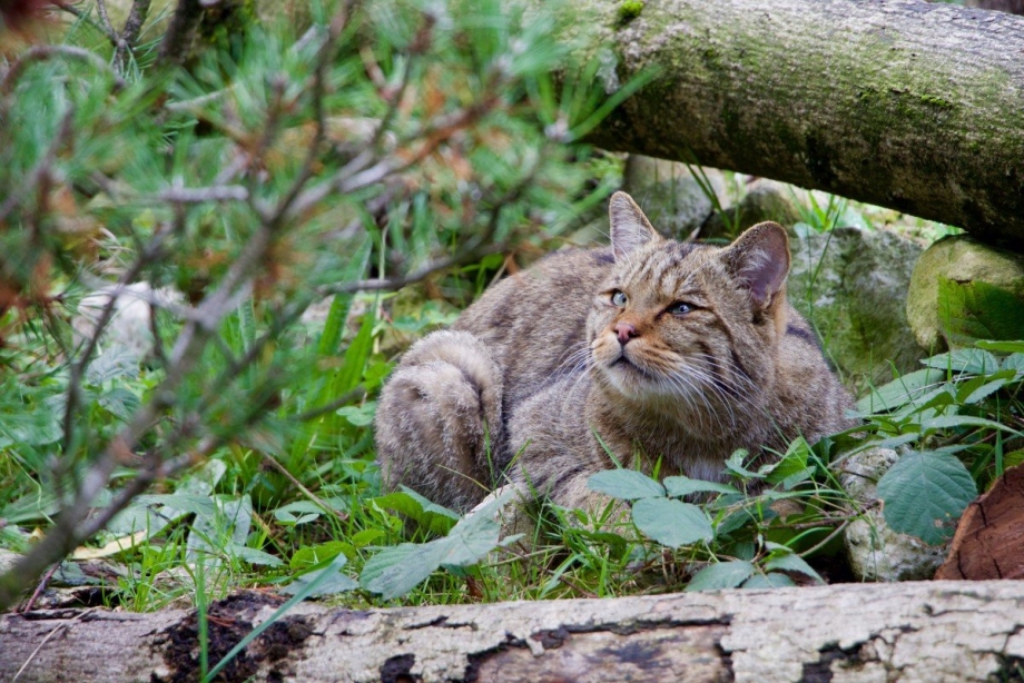 Кот породы камышовый