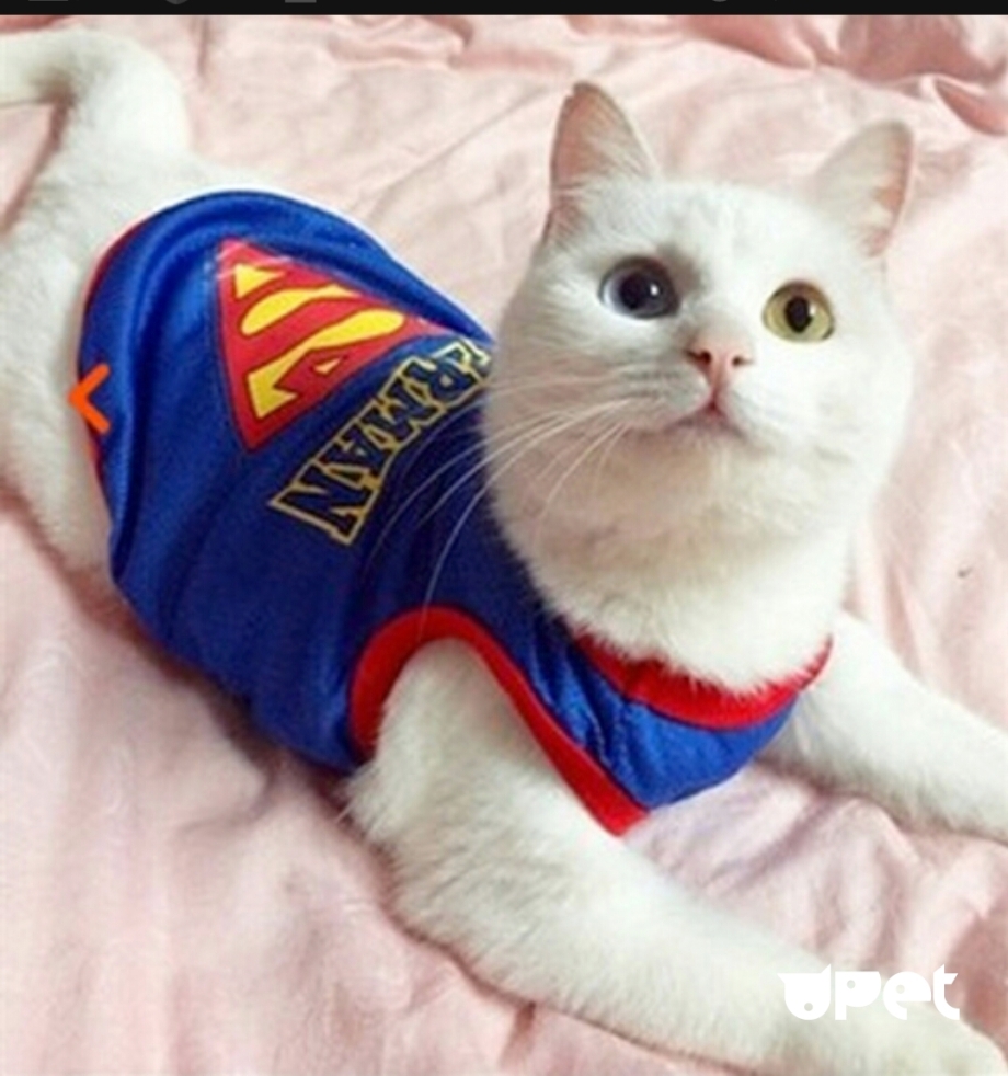 Одежда для котов