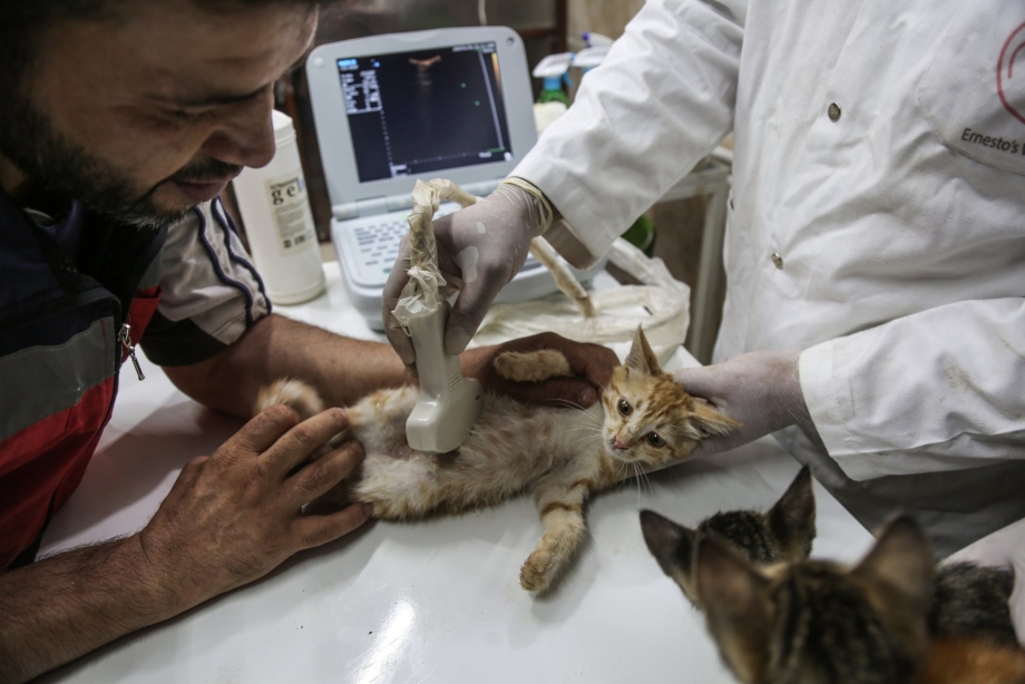 Спасенные котята до и после