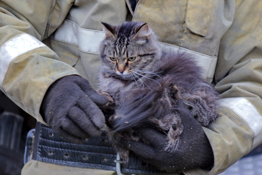 Пожарный спас кота