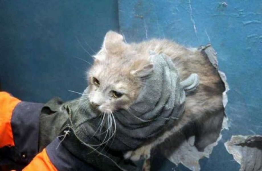Пожарный спасает кота