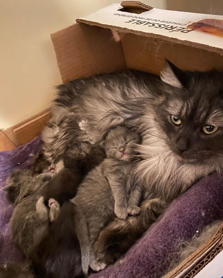Кот спасает кота