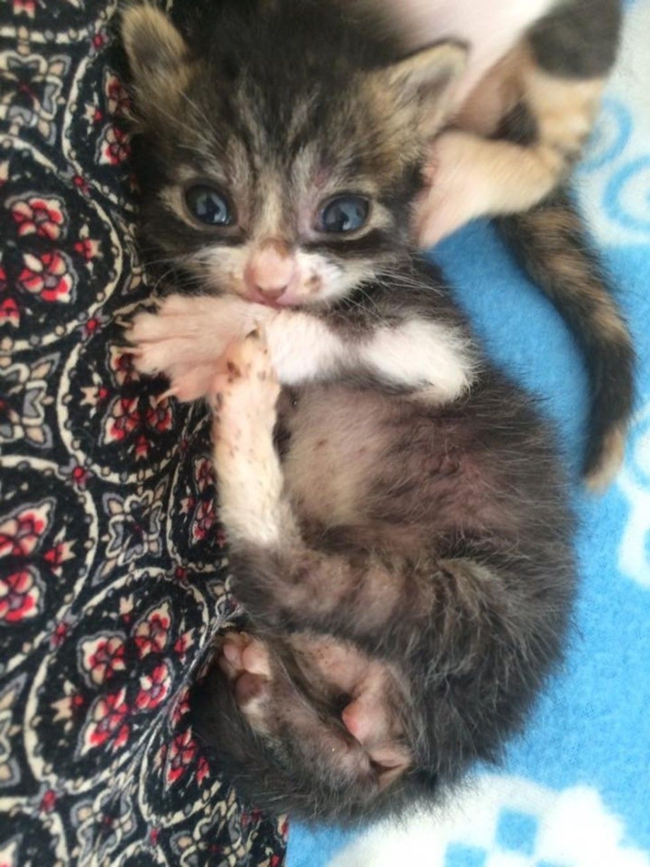 Усыновить котенка