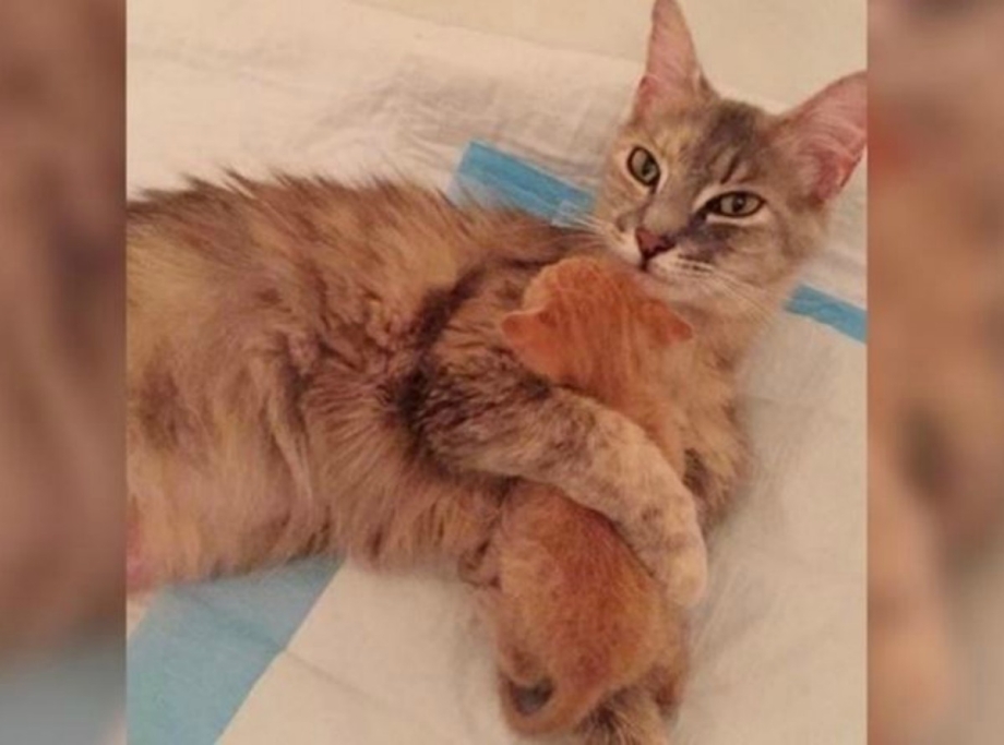 Котенок в трубе