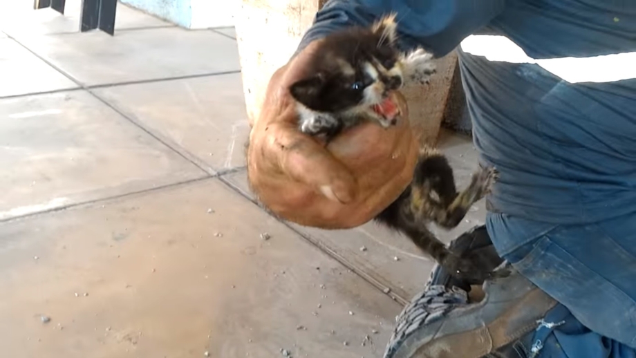 Пожарный с котенком