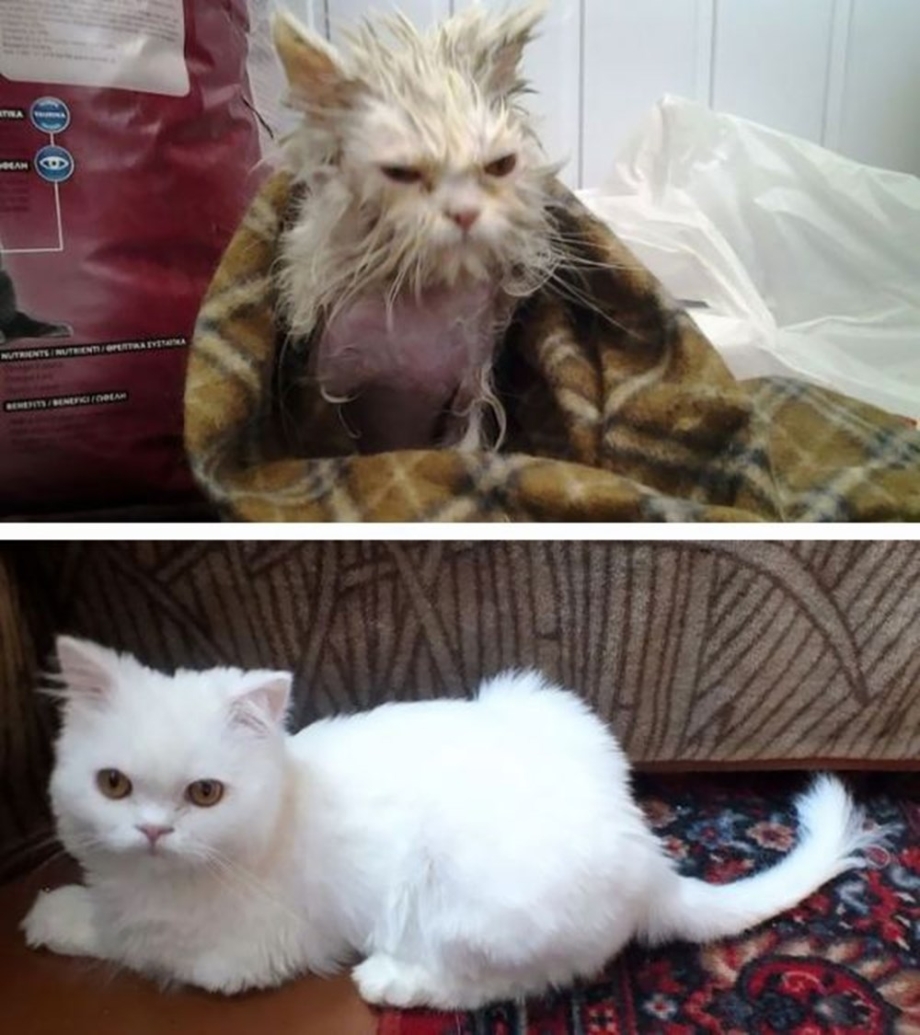 Кошка Скарлетт спасшая своих котят