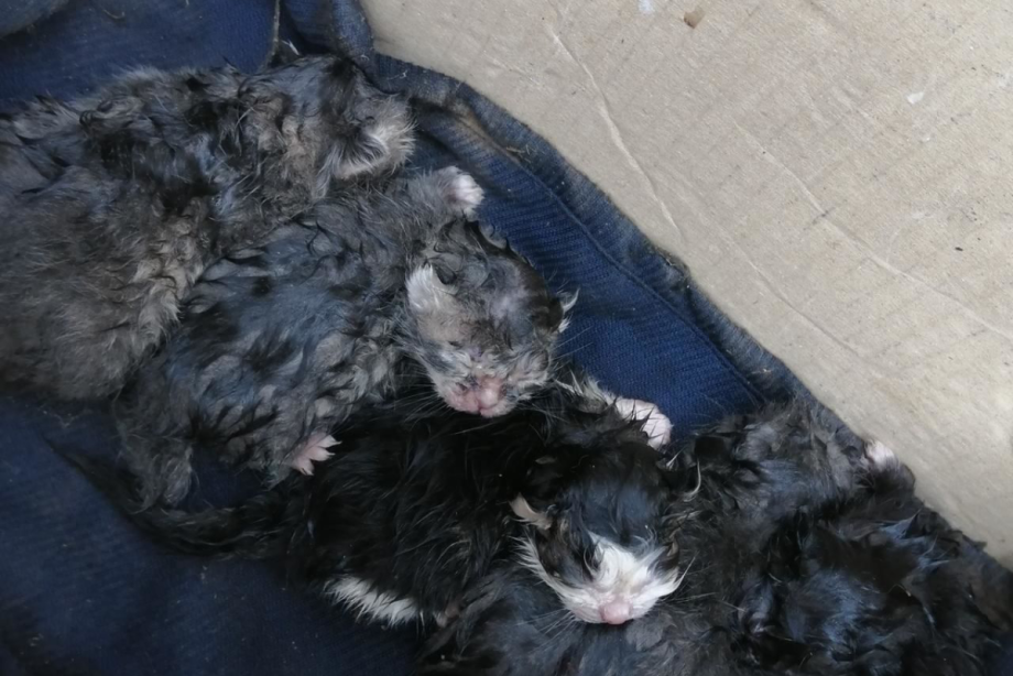 Крик маленького котенка