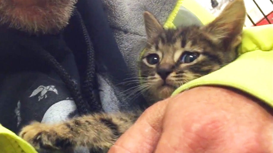 Пожарный с котенком