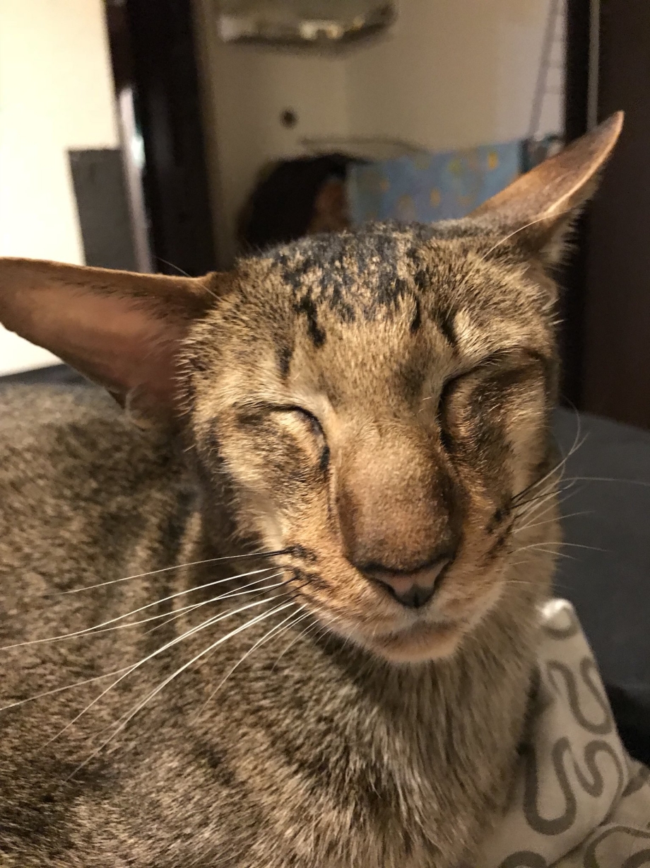 Грузинский кот