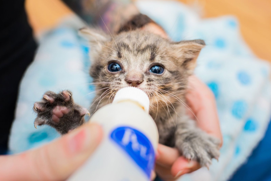 Котенок с улицы до и после
